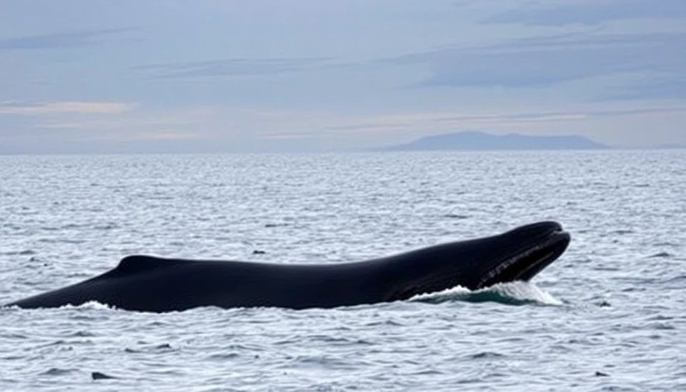 Iceland's Whaling License Sparks Controversy Just Weeks Before Elections