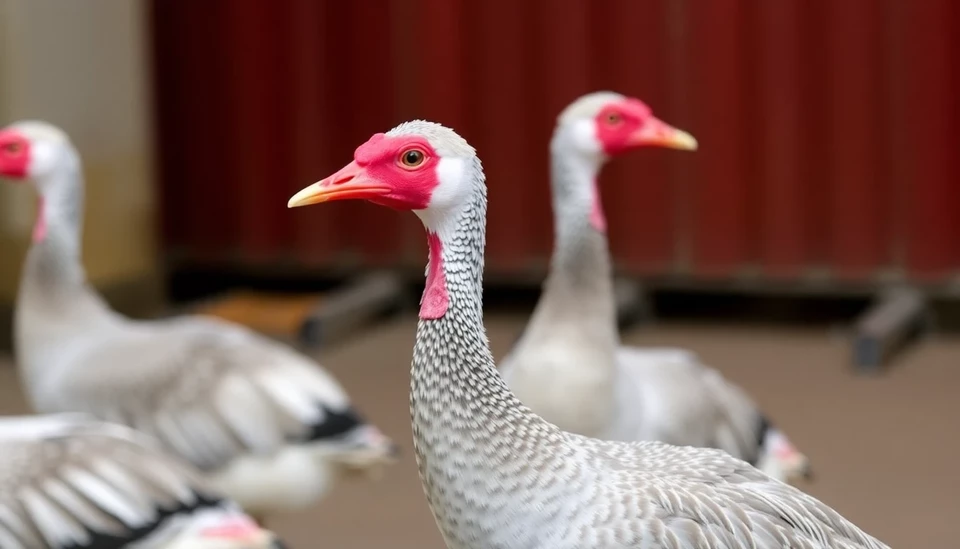 New Zealand's Bird Flu Outbreak on the Verge of Containment, Say Officials